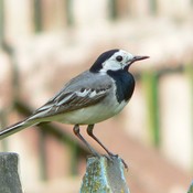 White Wagtail